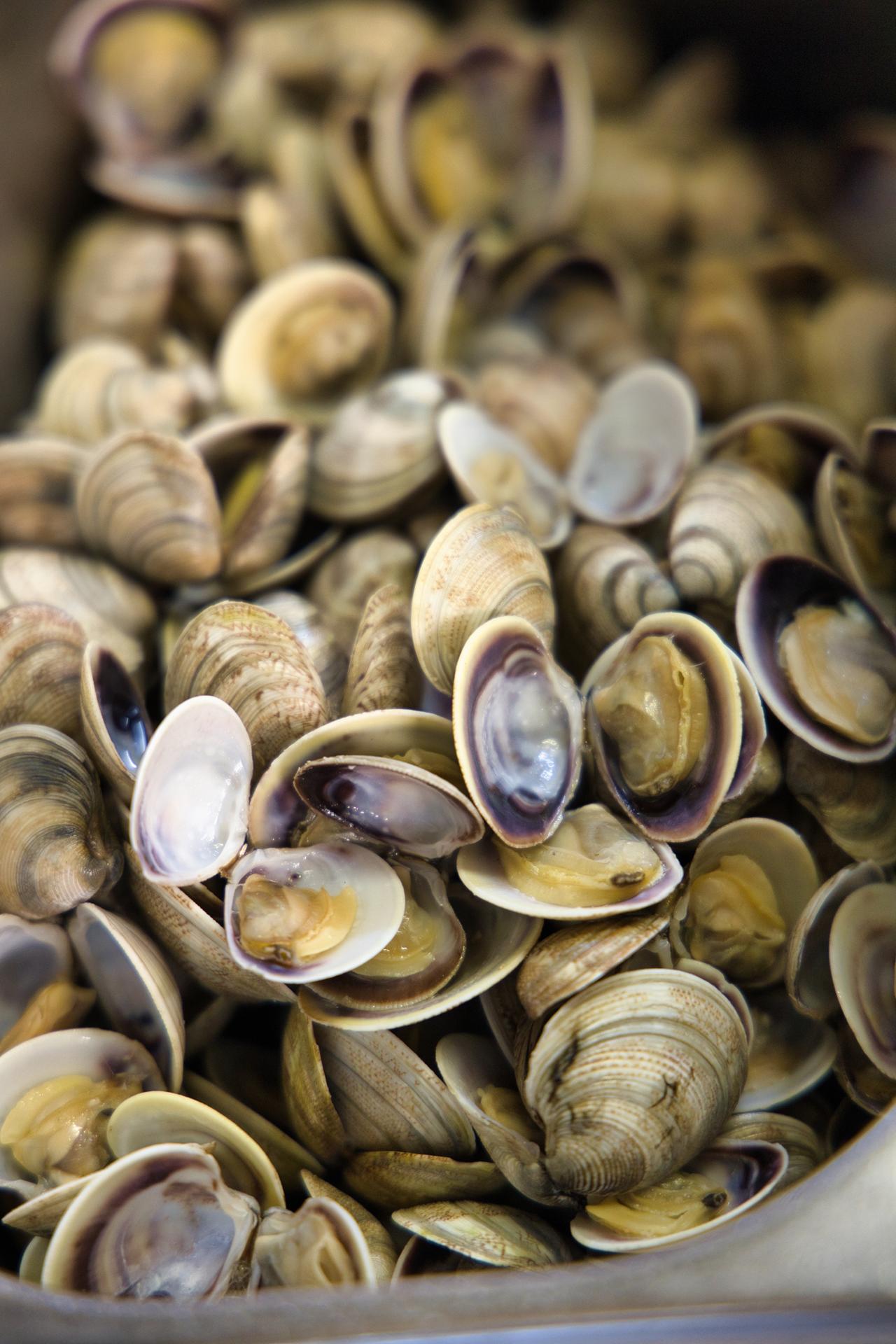 ristorante gino arenzato, ristorante di pesce e trattoria